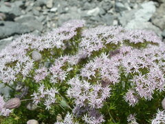 Drypis spinosa