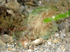 Callistoctopus
