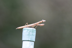 Statilia maculata maculata