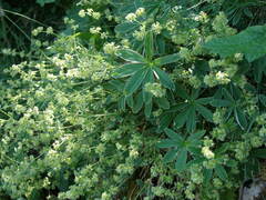 Alchemilla plicatula
