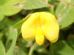 Arachis pintoi