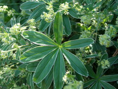 Alchemilla plicatula