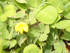 Arachis pintoi