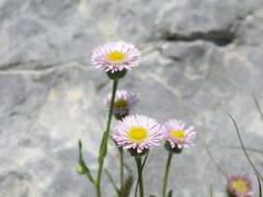 Erigeron alpinus