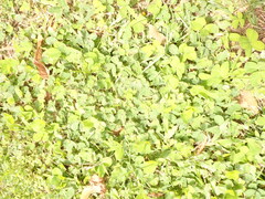 Arachis pintoi