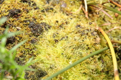 Lepidoziaceae