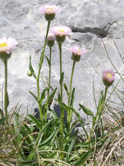 Erigeron alpinus