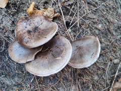 Gomphidius glutinosus