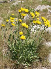 Hieracium villosum