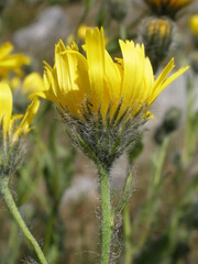 Hieracium villosum