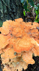 Laetiporus