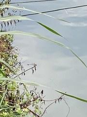 Ictinogomphus pertinax