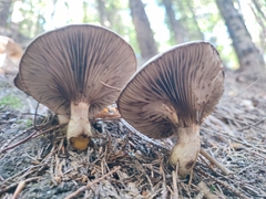 Gomphidius glutinosus