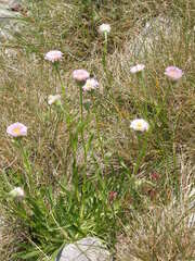 Erigeron alpinus