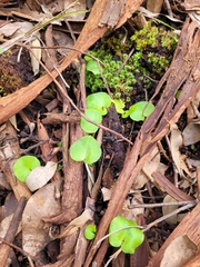Corybas recurvus