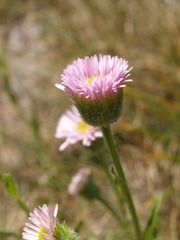 Erigeron alpinus