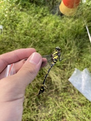 Ictinogomphus pertinax