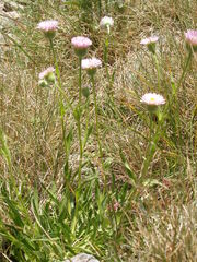 Erigeron alpinus