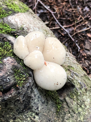 Oudemansiella