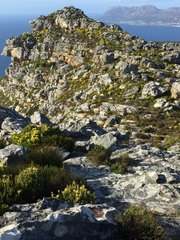 Leucadendron xanthoconus