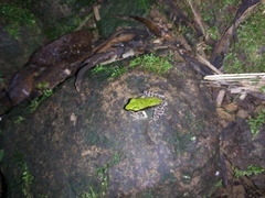Odorrana hosii