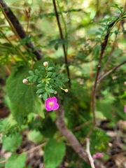 Boronia gracilipes