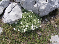 Cerastium dinaricum