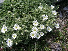 Cerastium dinaricum
