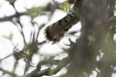 Chrysococcyx lucidus