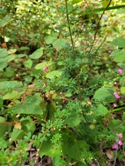 Boronia gracilipes