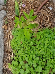 Stellaria media
