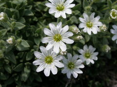 Cerastium dinaricum