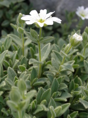 Cerastium dinaricum