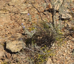 Lobostemon echioides