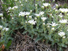 Cerastium dinaricum