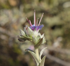 Lobostemon echioides