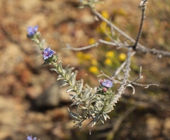 Lobostemon echioides
