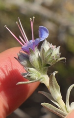 Lobostemon echioides