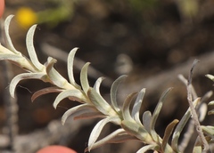 Lobostemon echioides