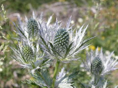 Eryngium alpinum