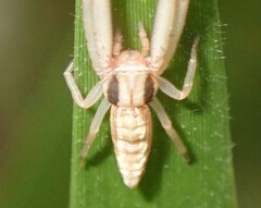 Runcinia acuminata