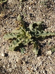 Verbascum sinuatum