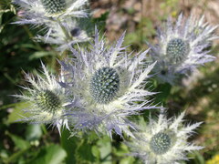 Eryngium alpinum