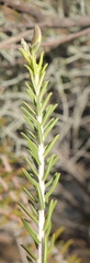 Polygala teretifolia