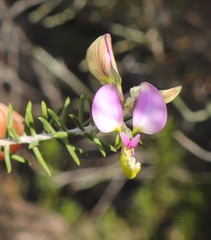 Polygala teretifolia