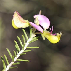 Polygala teretifolia