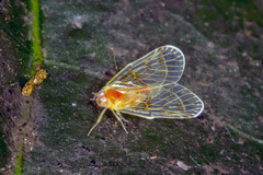 Saccharodite chrysonoe