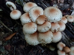 Pholiota