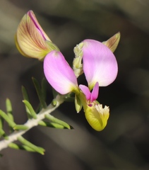 Polygala teretifolia