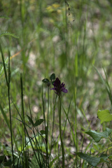 Anacamptis pyramidalis